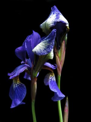古风仙侠AI短剧剑问苍穹封面，AI生成的飞剑穿云特效场景，主角立于山巅，气势磅礴